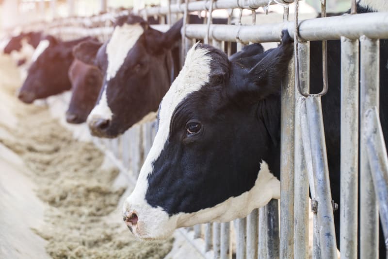 antibiotica wereld consumentendag