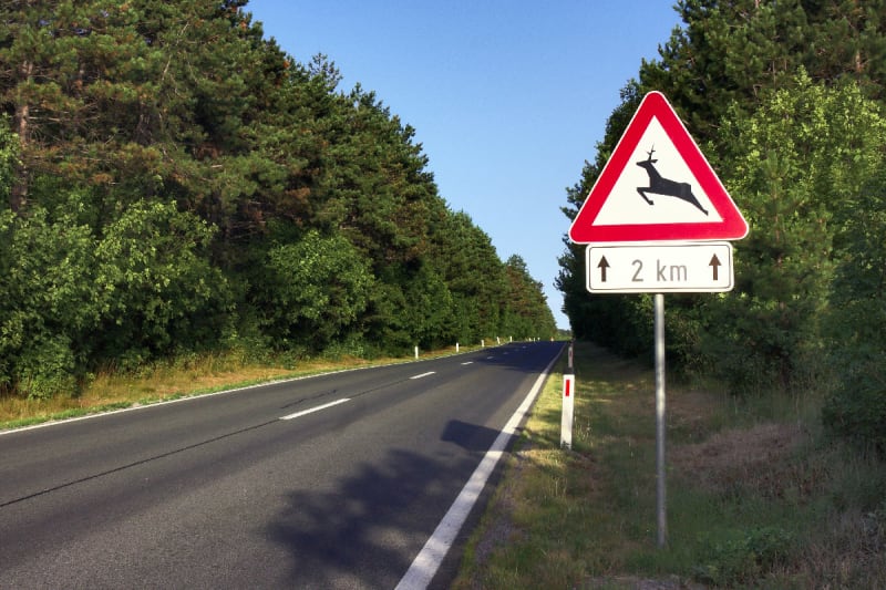 Artikel aanrijding dier