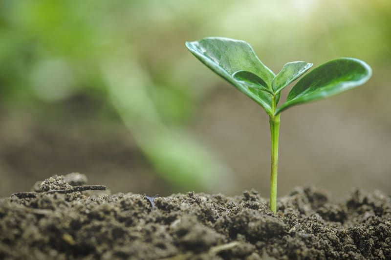 Duurzaam beleggen aanplanten bos