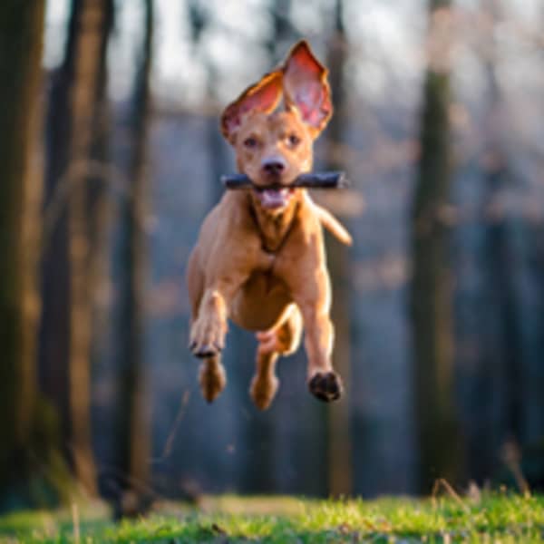 Kleine systeemcamera highlight 2 - snelheid