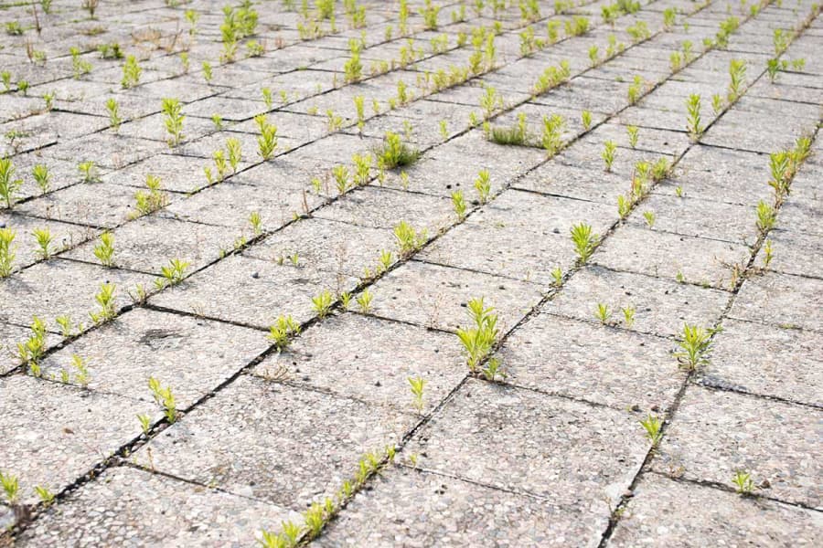 onkruid-tussen-tegel