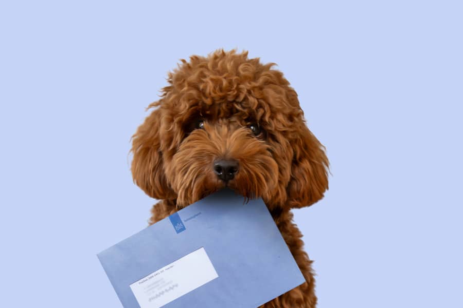 belastinghond-1200x800px