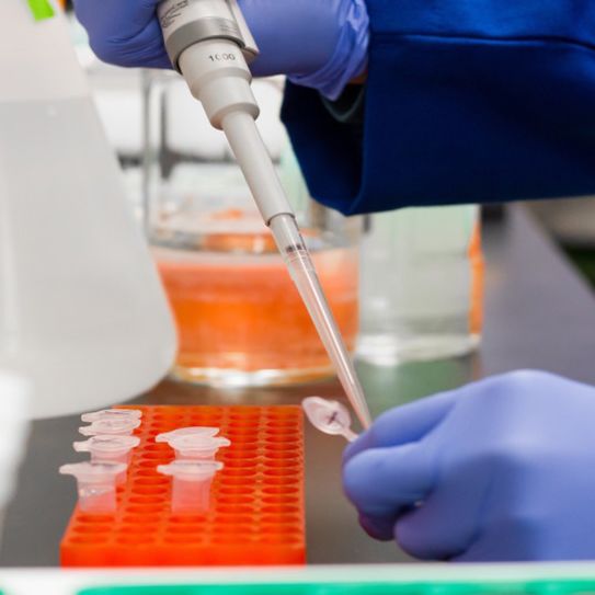 Gloved hands in a lab transfer liquid into a test tube