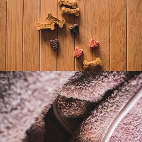 230517_QDO_DZ_Hund_Mobile_308x308_NR05_V01