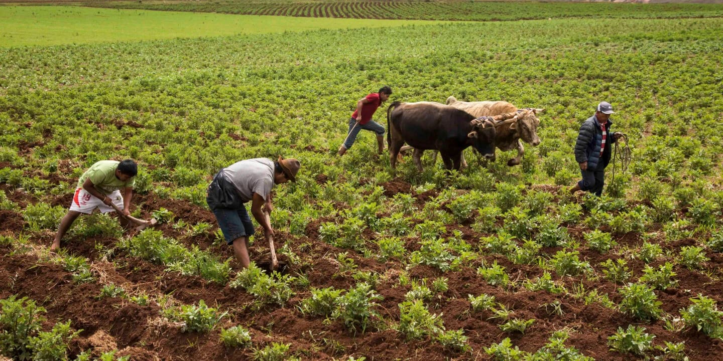 Estudio y asistencia técnica en proyectos para mejorar la productividad en cadenas de valor de productos agropecuarios