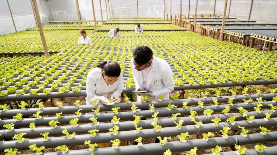 Fortalecimiento de capacidades a organizaciones agropecuarias para mejorar la productividad de las cadenas de valor de productos