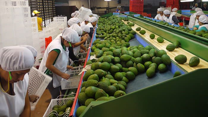Desarrollo de clusters y microclusters agroexportables