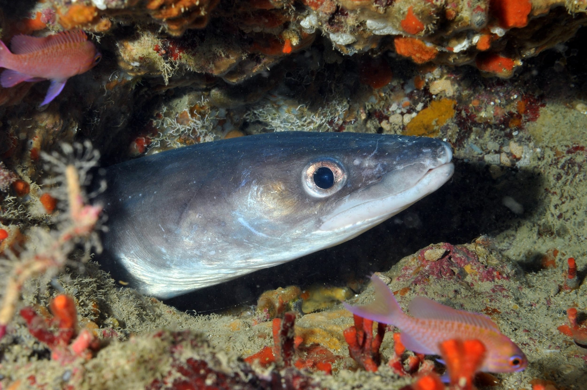 Conger eel