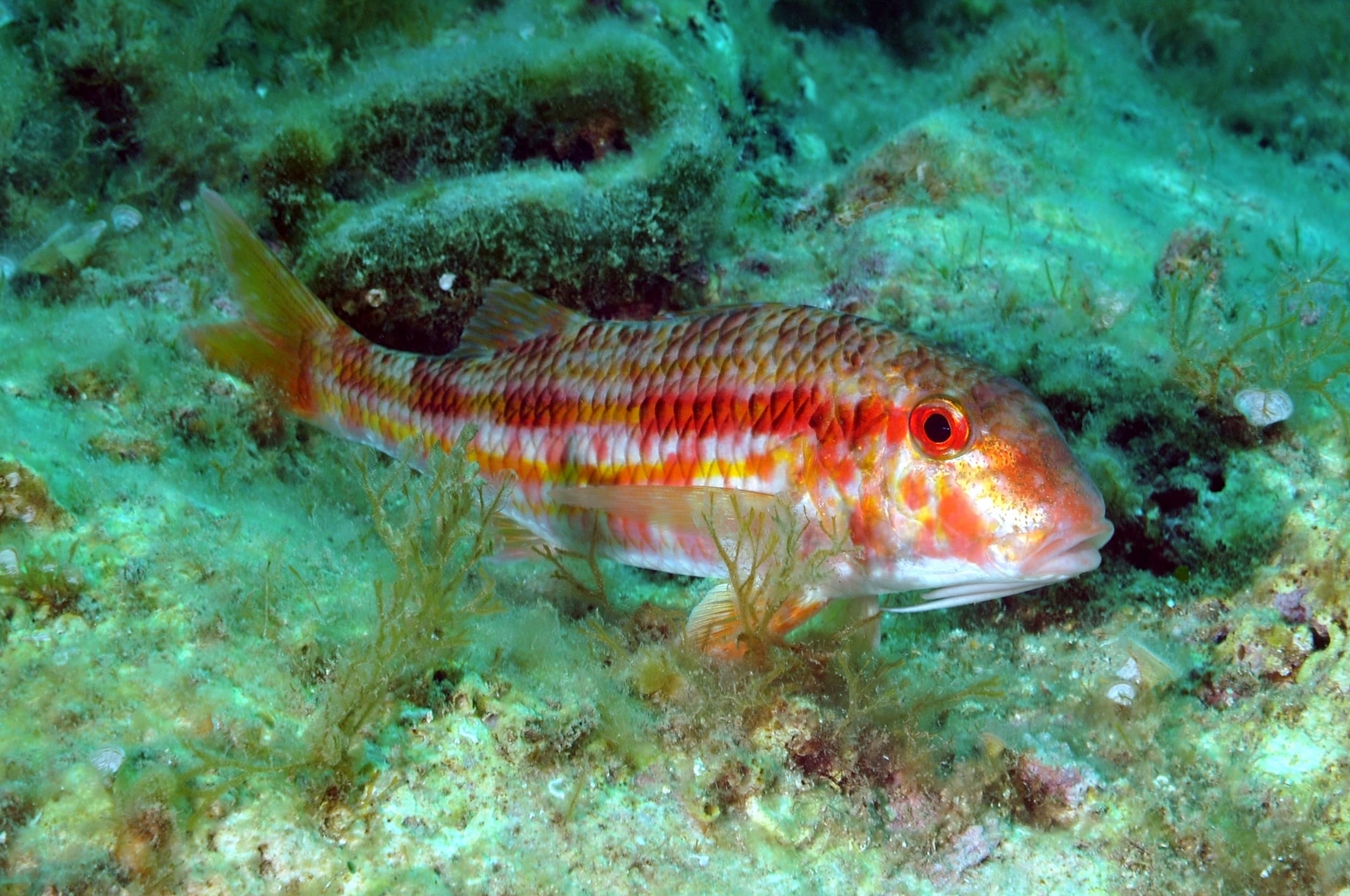 Stripped red mullet 