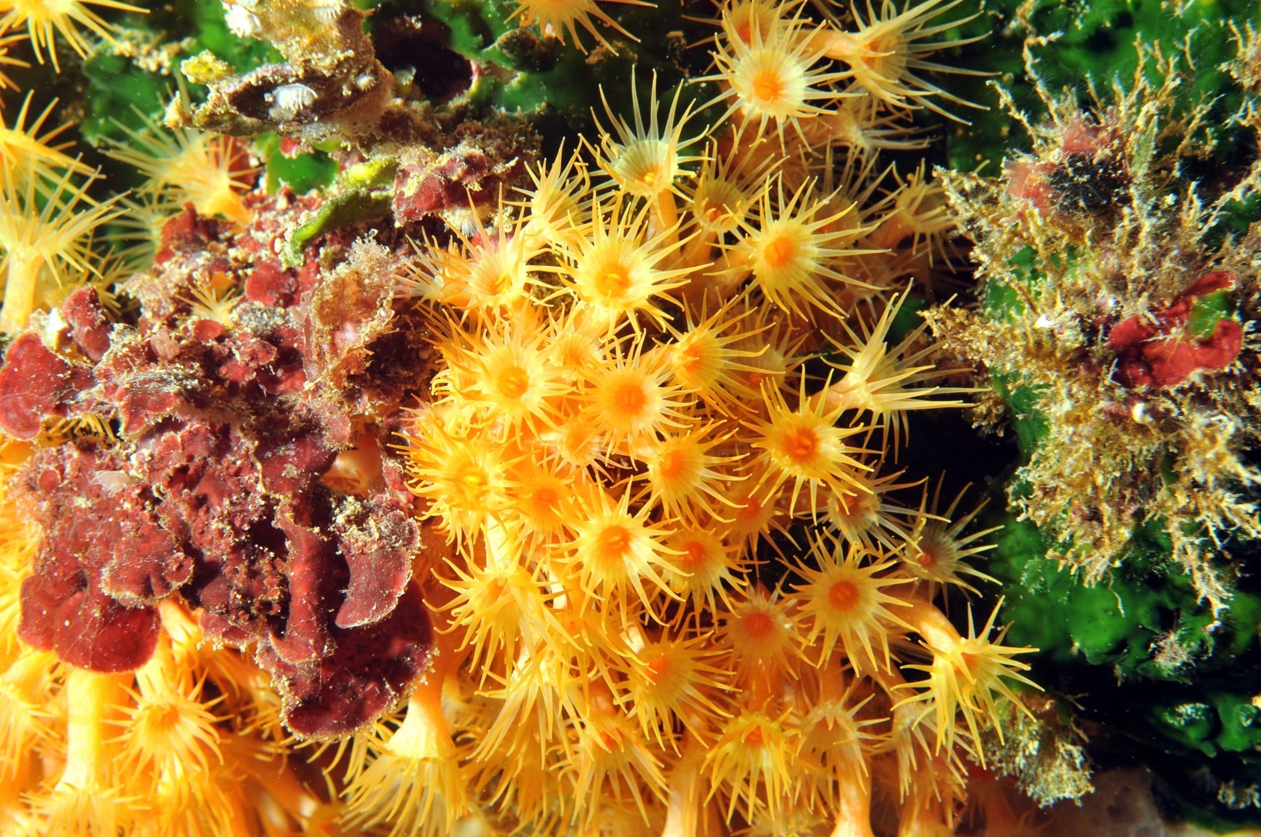 Yellow cluster anemone