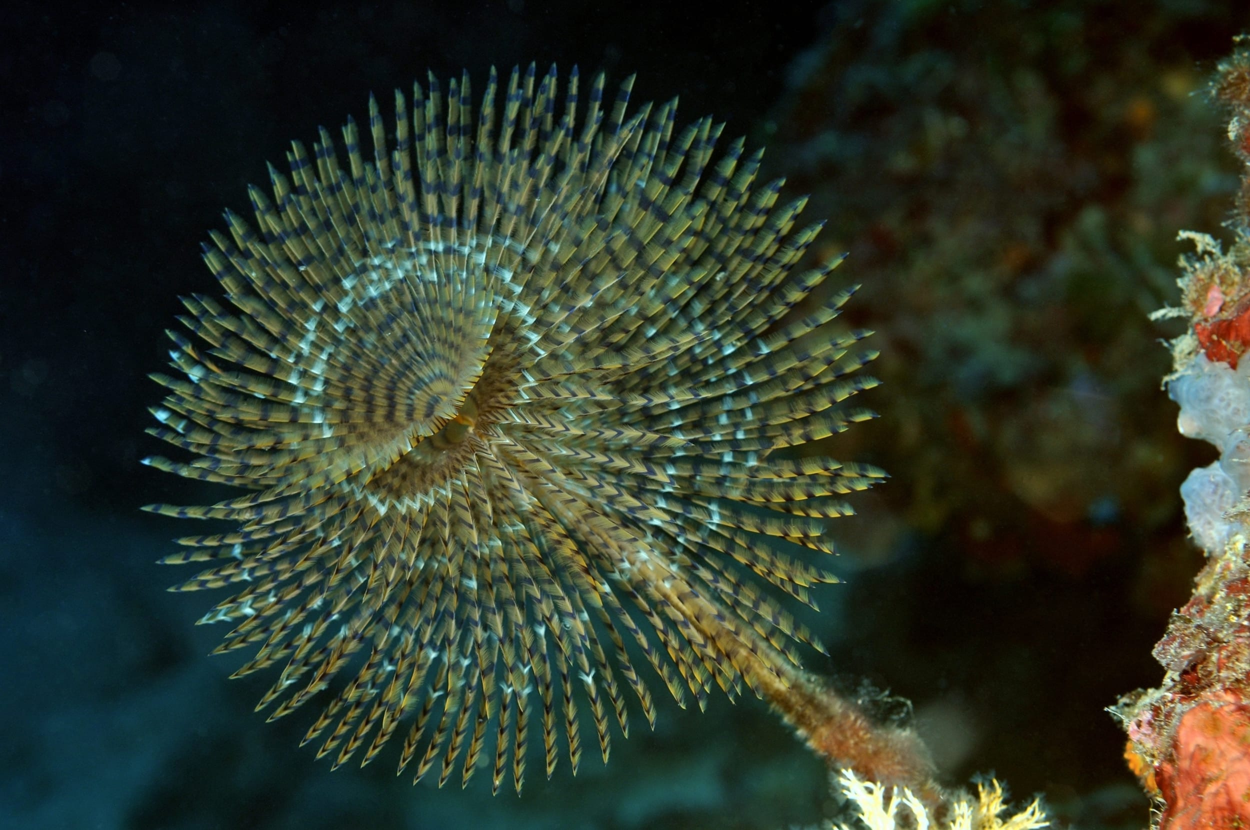 SPIROGRAPHE (Sabella spallanzanii)