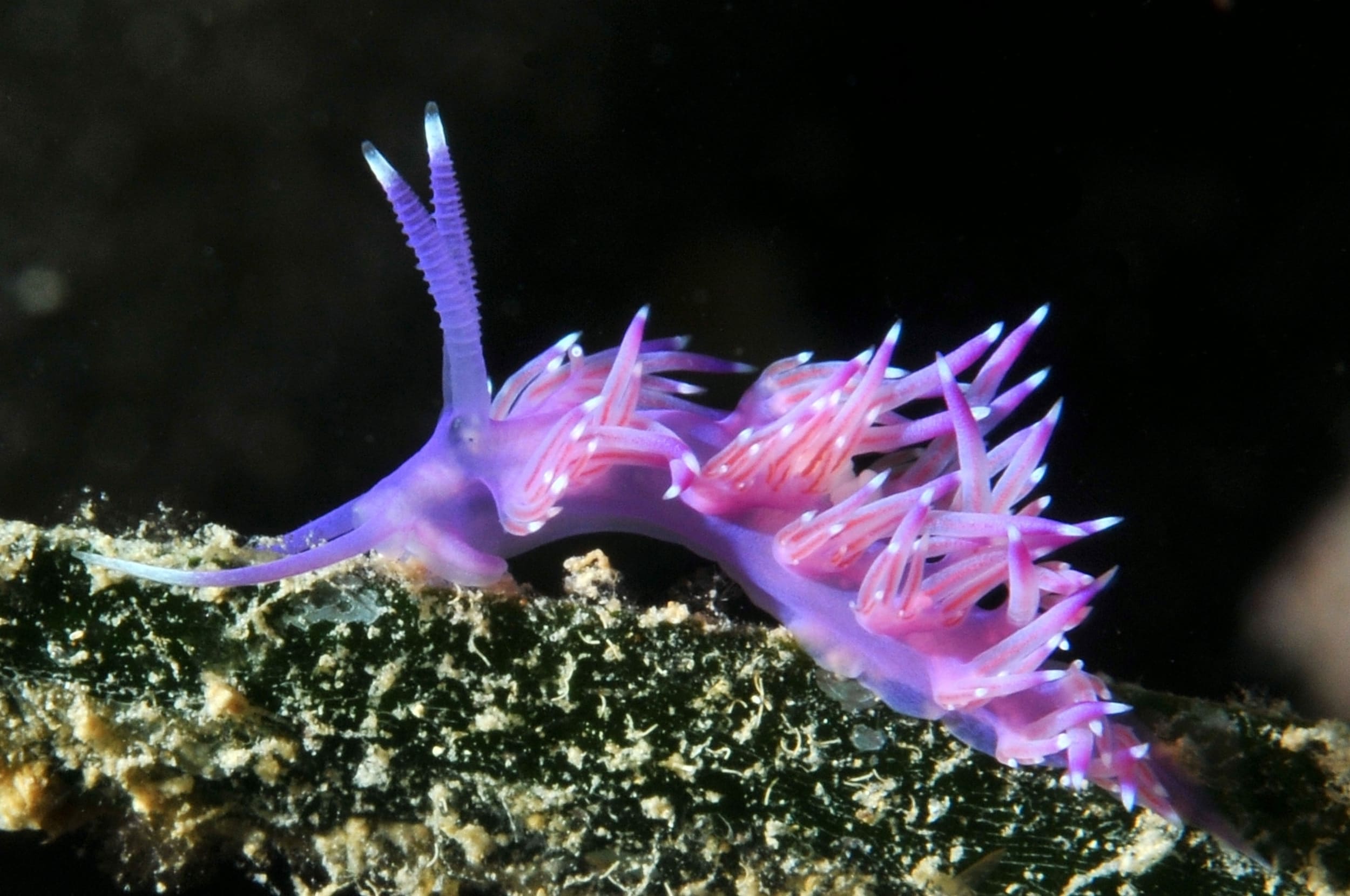  Flabellina rosa