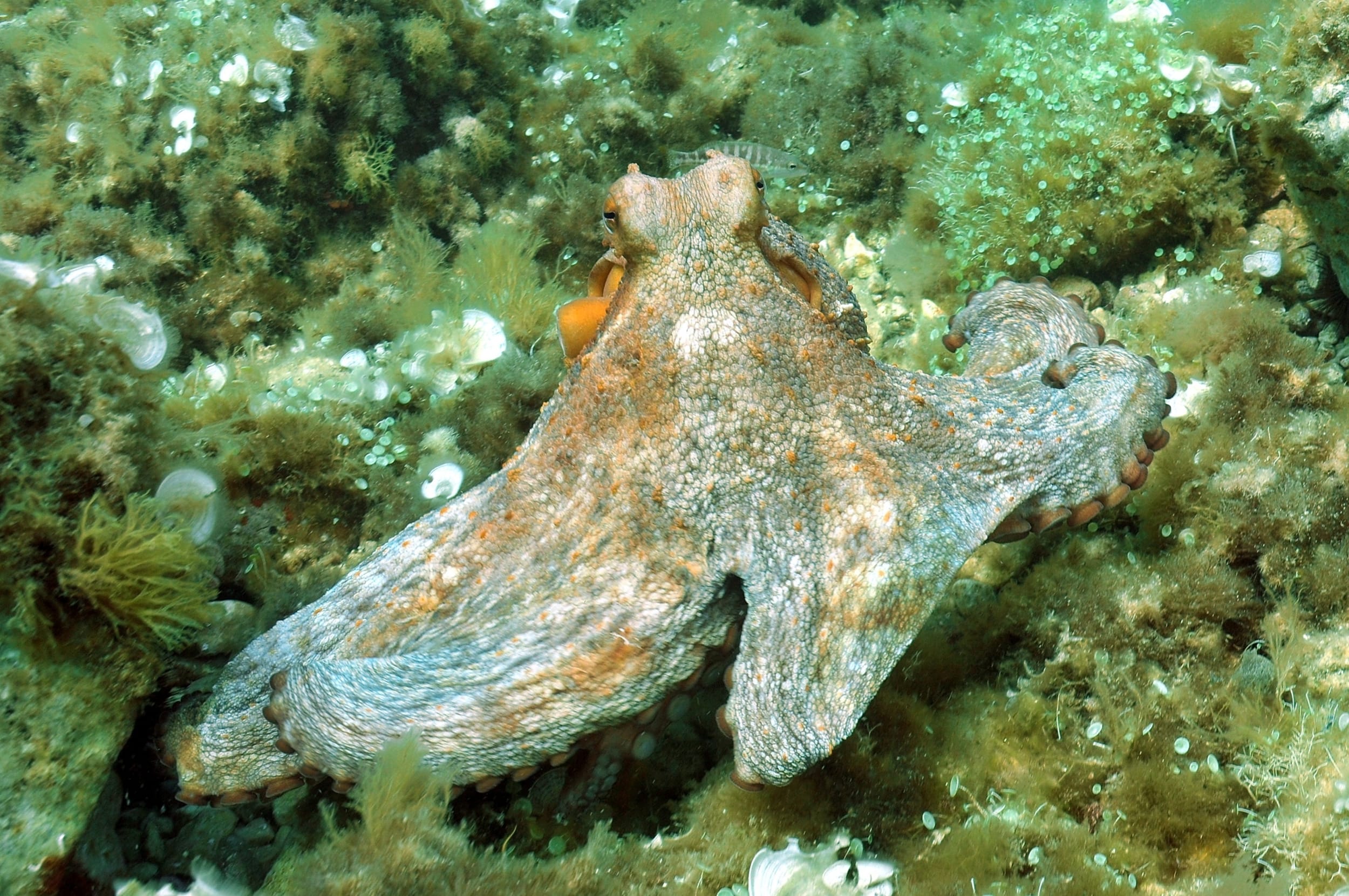 PIEUVRE COMMUNE (Octopus vulgaris)