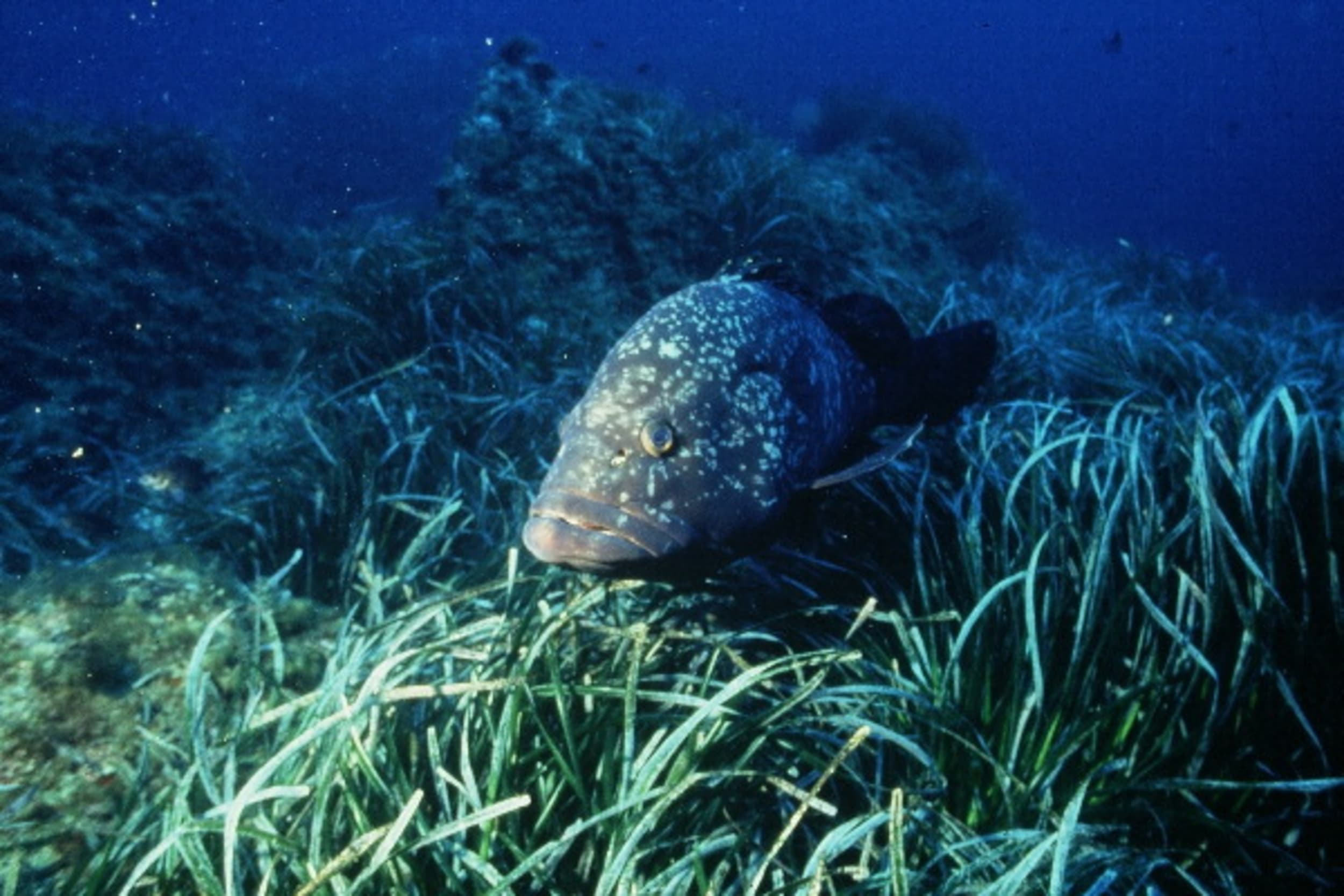 MÉROU (Serranus gigas)