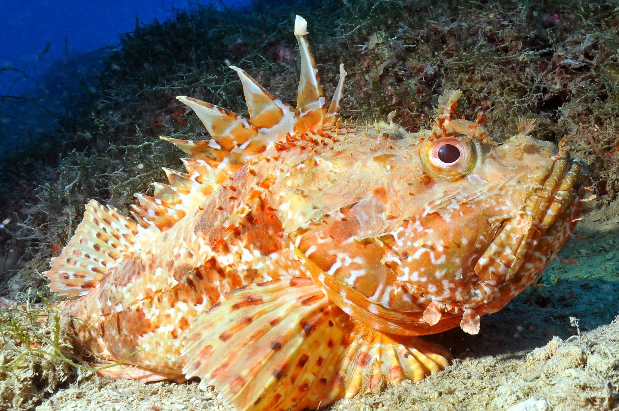 RASCASSE ROUGE (Scorpaena scrofu)