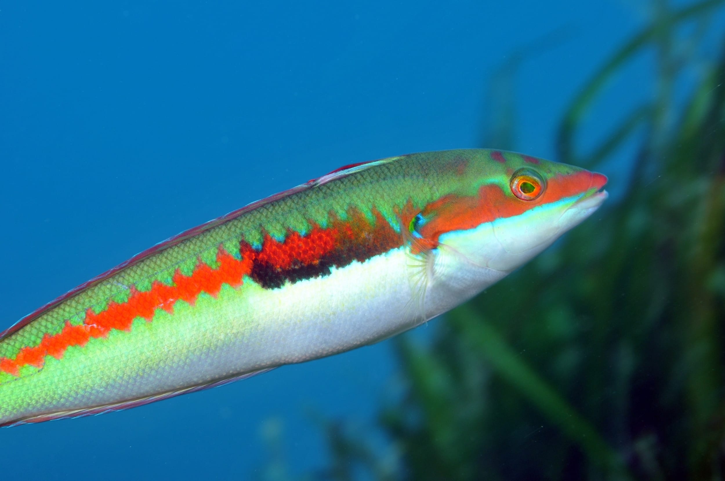 Mediterranean rainbow wrasse