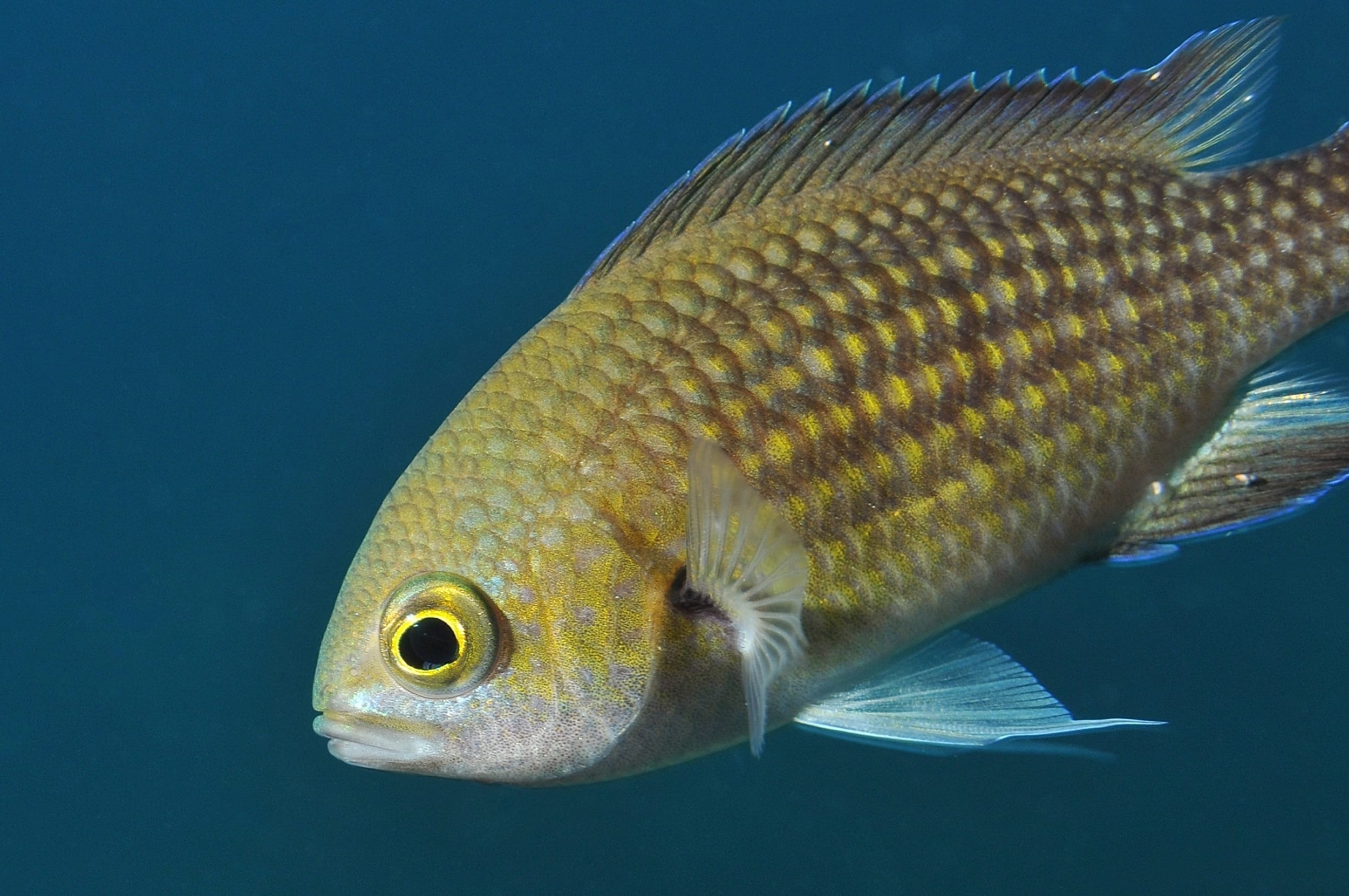 Adult Dameselfish