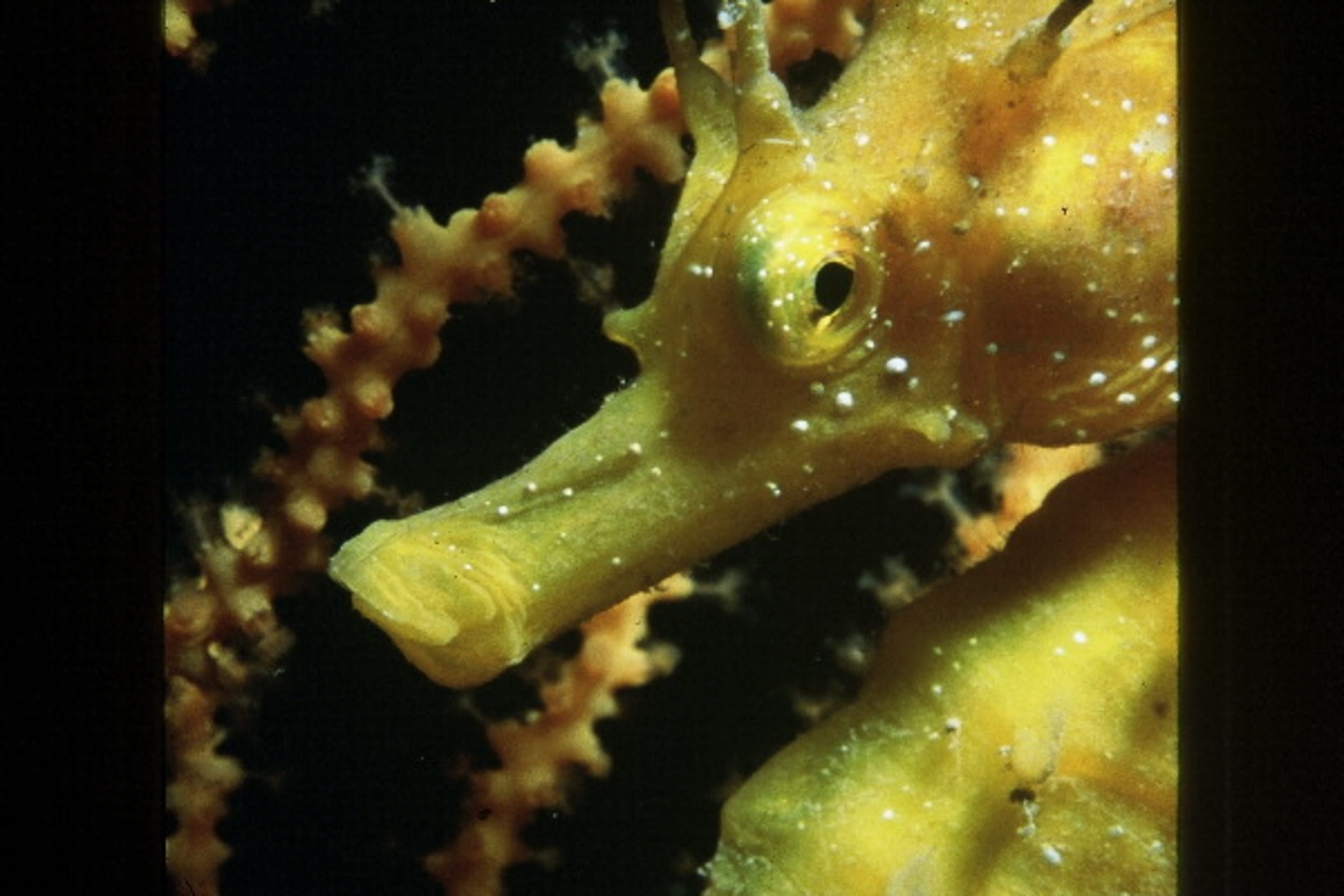 HIPPOCAMPE (Hippocampus guttulatus)