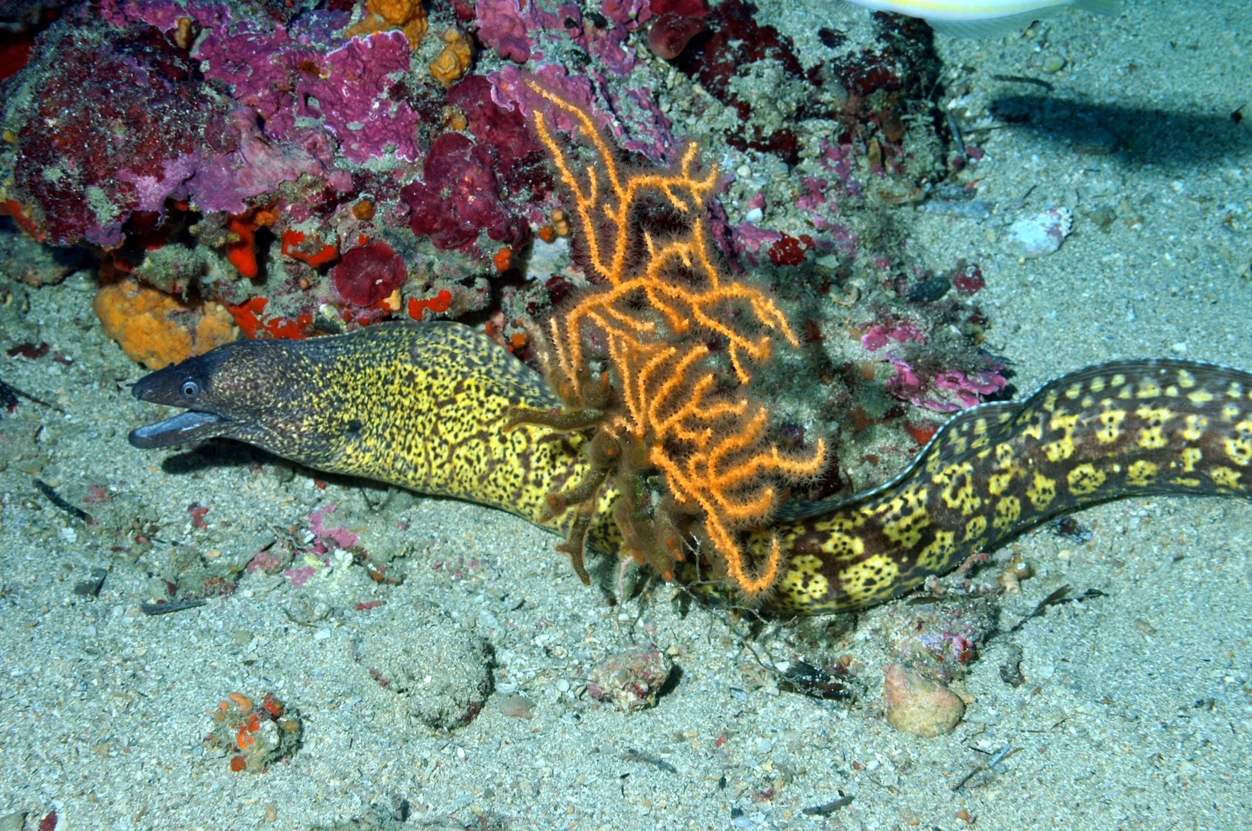 MURÈNE DE MÉDITERRANÉE (Muraena helena Linnaeus)