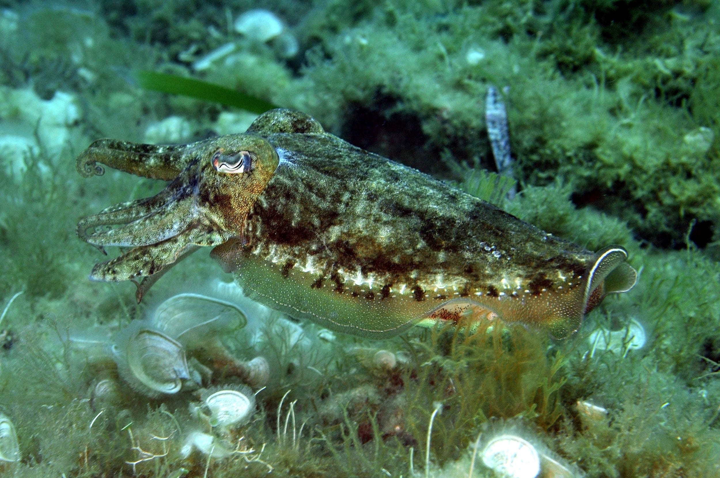 SEICHE (Sepia officinalis)