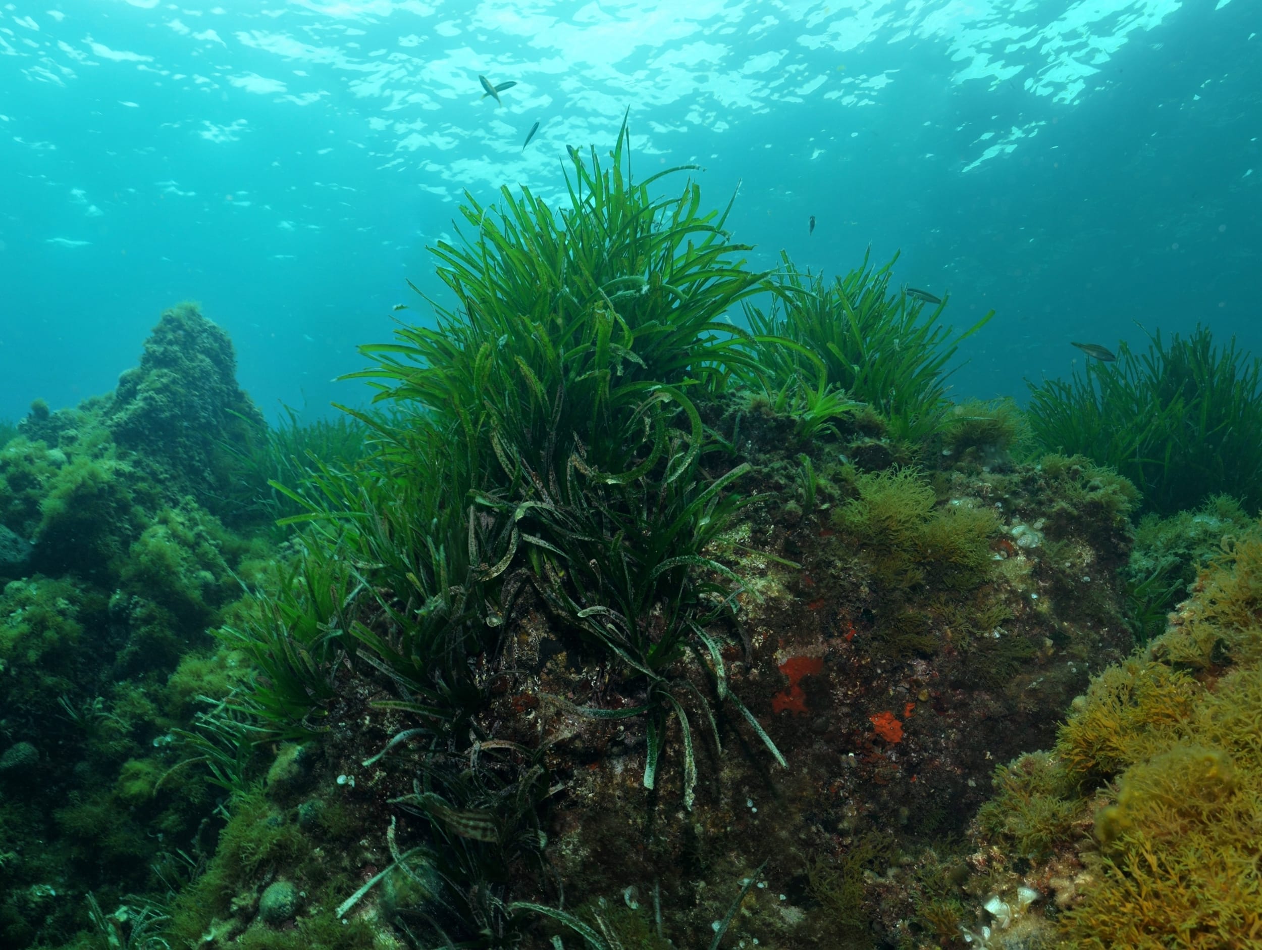 Posidonia prawn