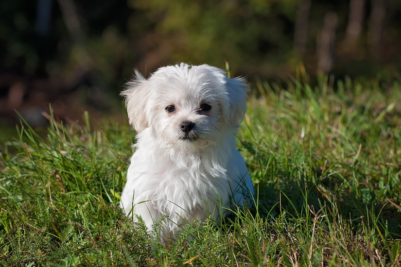 Bichon havanais: Alt du behøver at vide om den lille selskabshund fra Havana