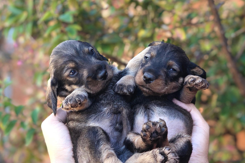 5 ting, som du SKAL vide, inden du køber en hund