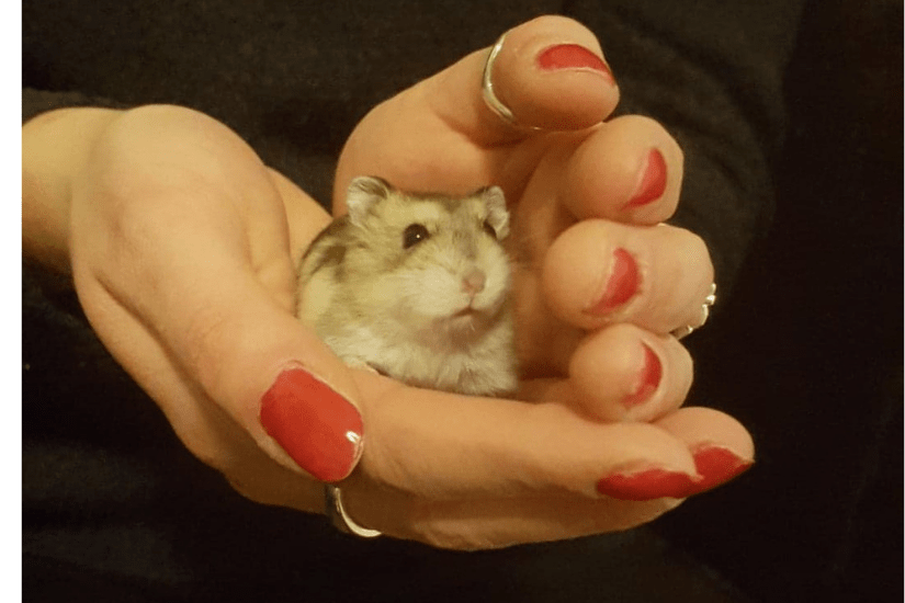 Hvilken hamster skal man vælge? Få gode råd her