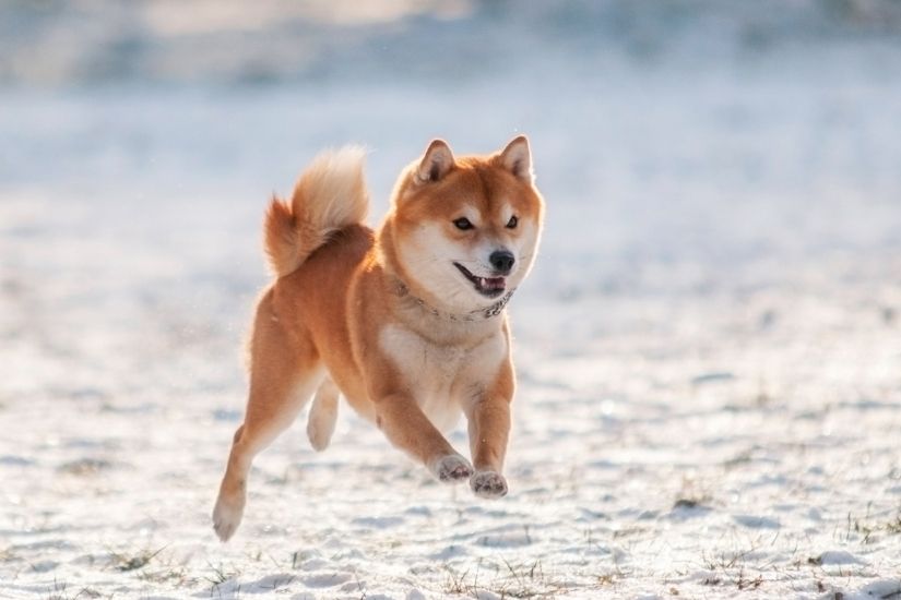 Shiba Inu: Læs om den lille hund her