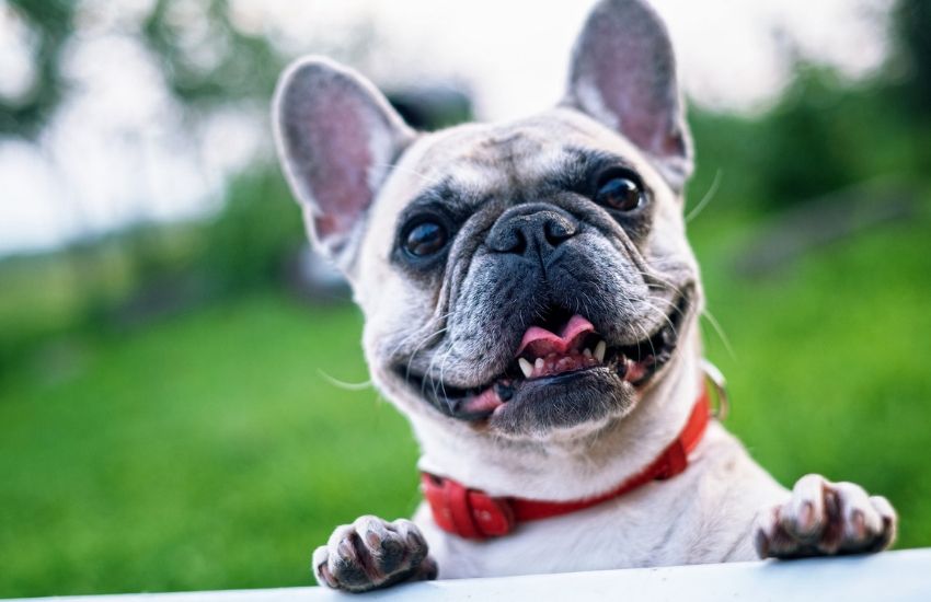 Bulldog