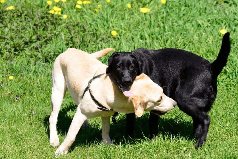Labrador Retriever - Lær Den populære familiehund at kende