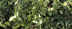 Green waste recycling service