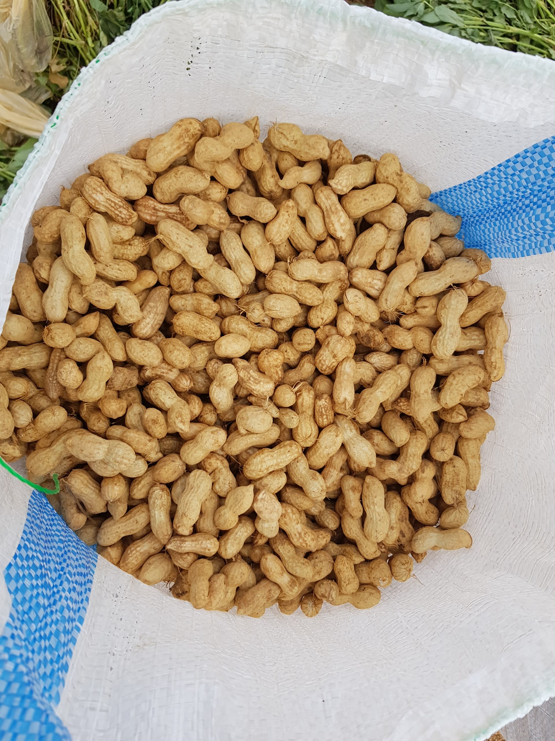 피땅콩 500g
