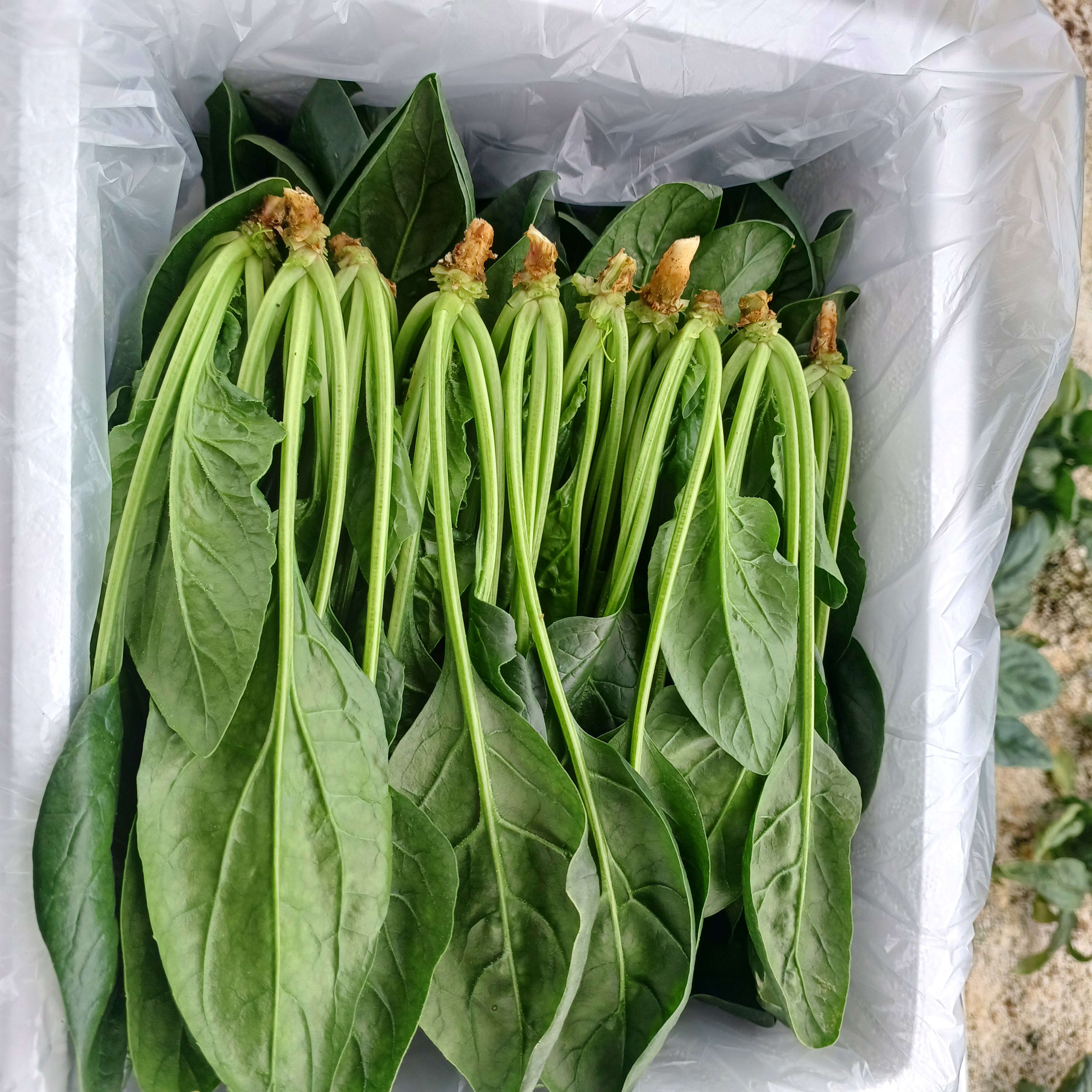시금치 500g