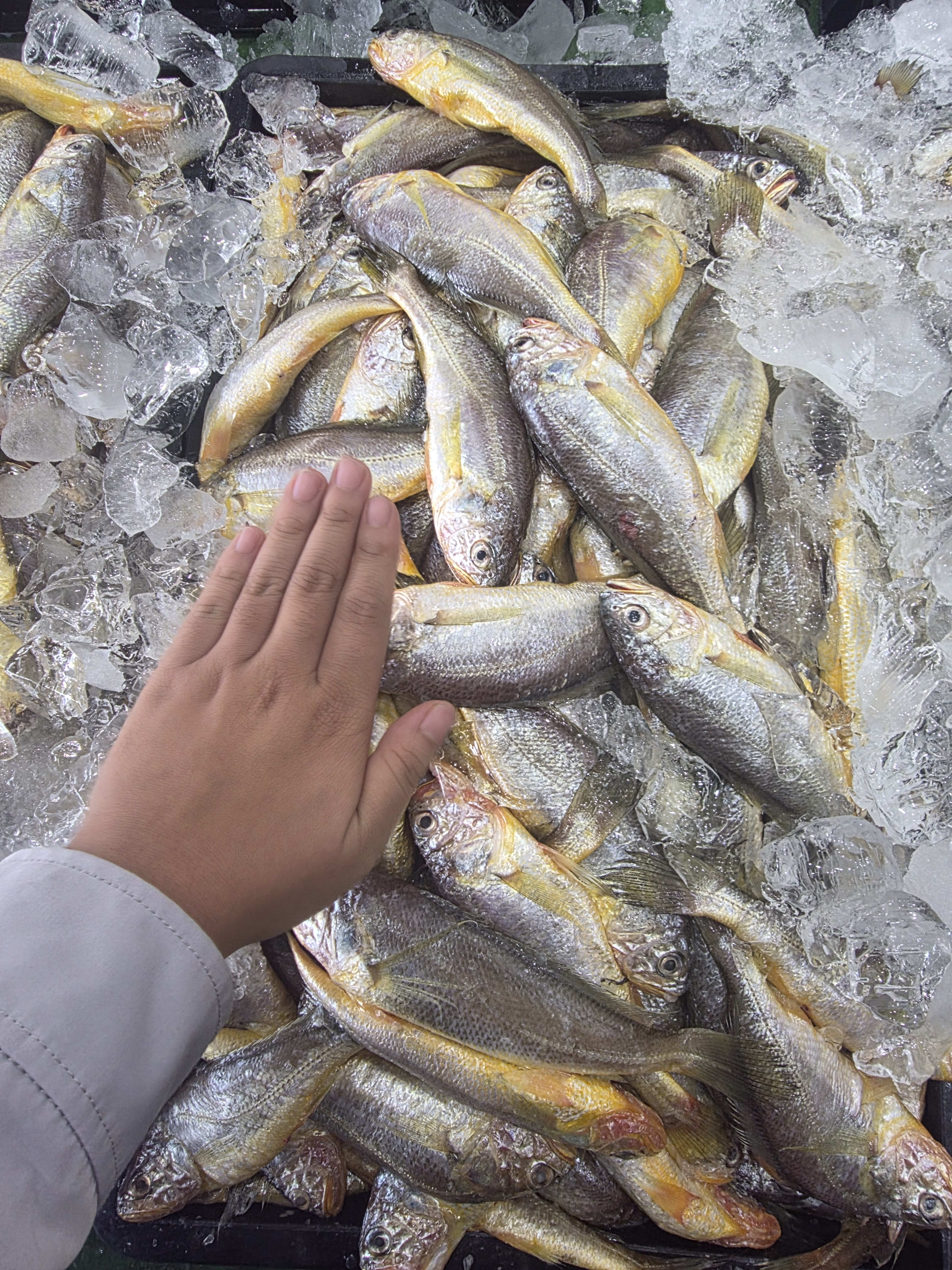 여수 참조기 500g (6-8미 내외)