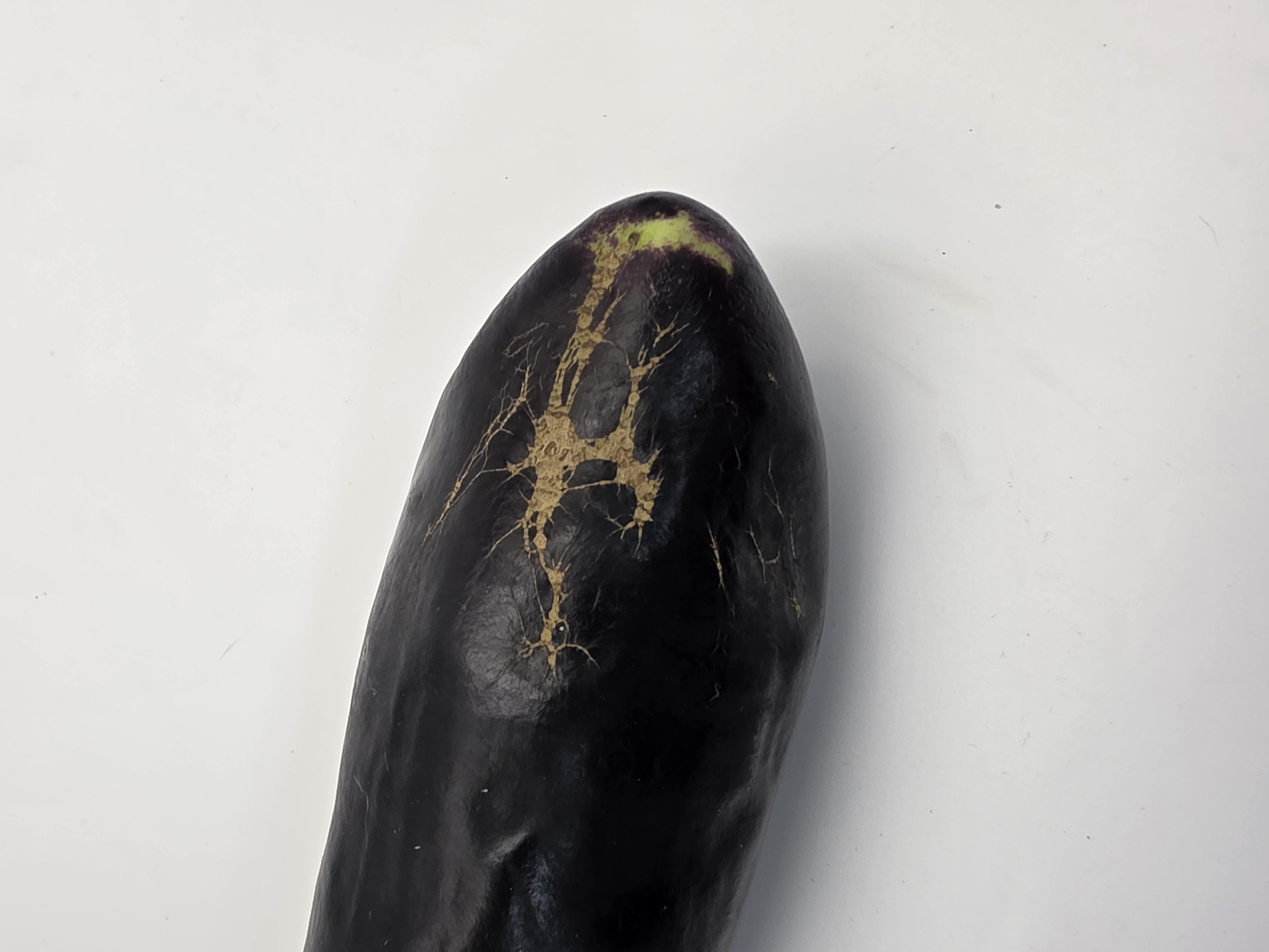 부드러운 가지 1kg~8kg