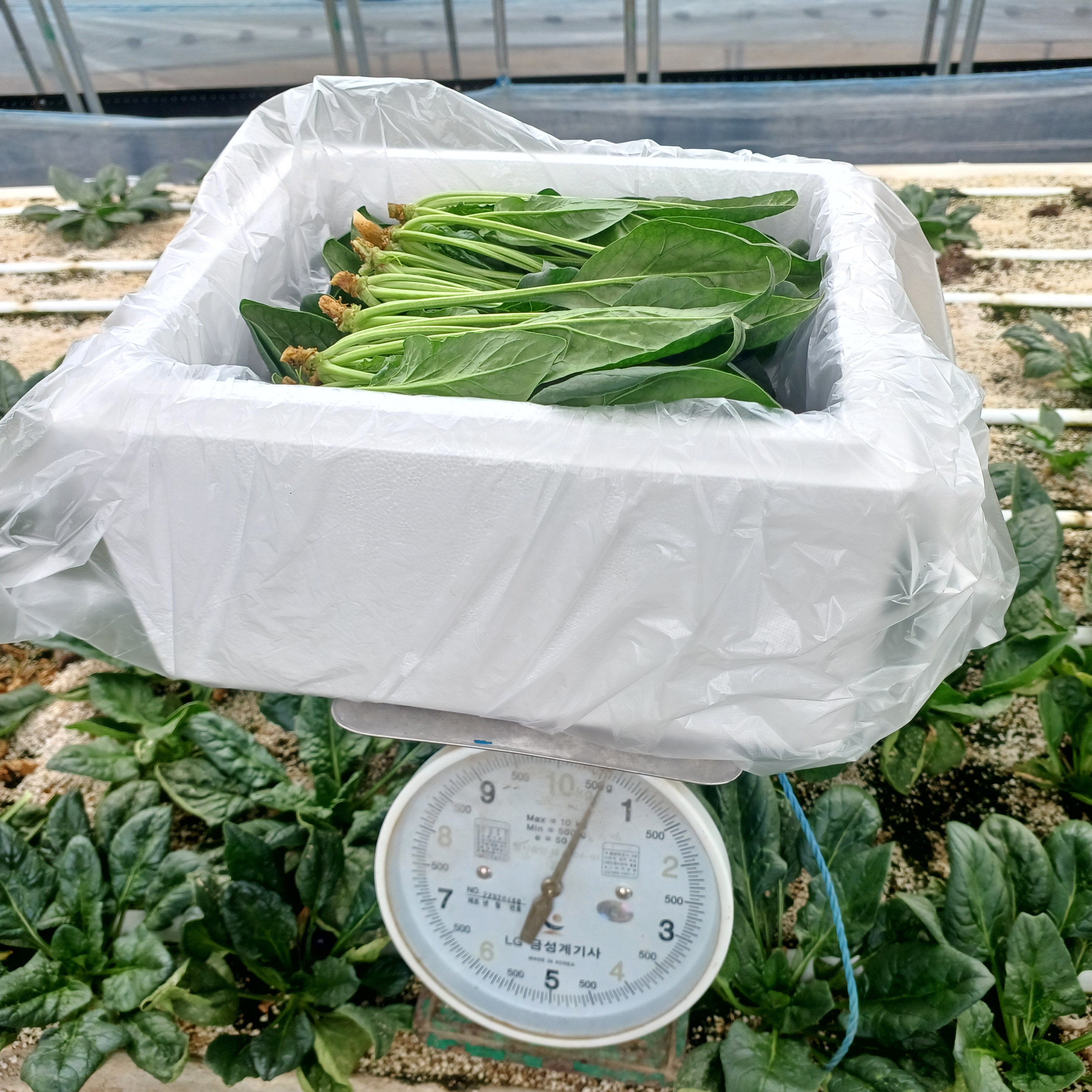 국내산 충북 달큰한 시금치 500g~2kg