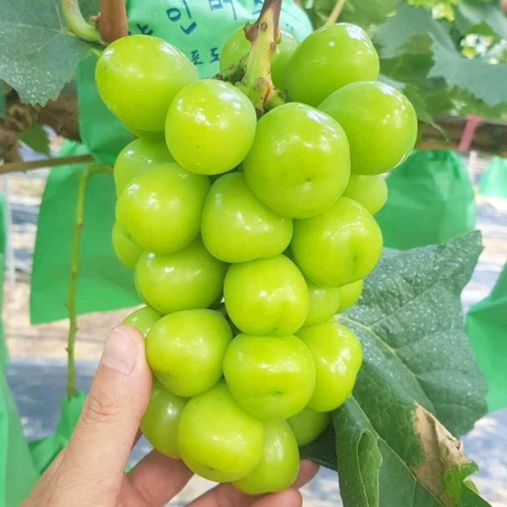국내산 경북 달콤한 샤인머스켓 500g~2kg
