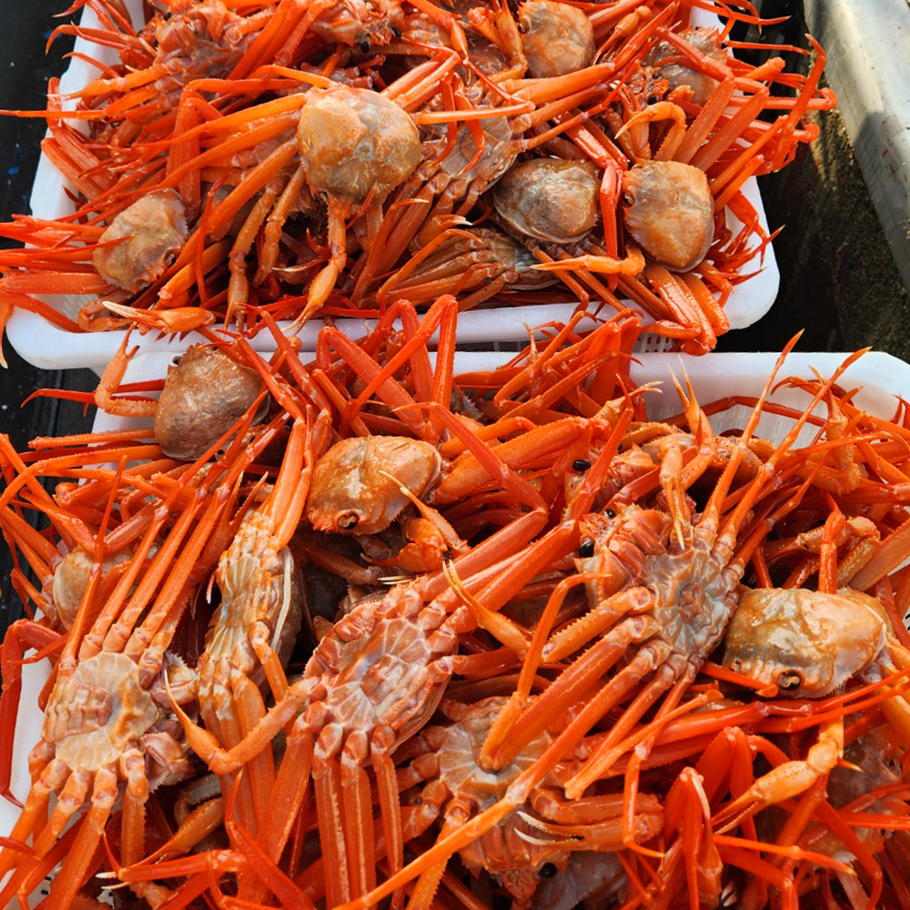 달큰한 속살 포항 자숙 홍게 3kg~6kg