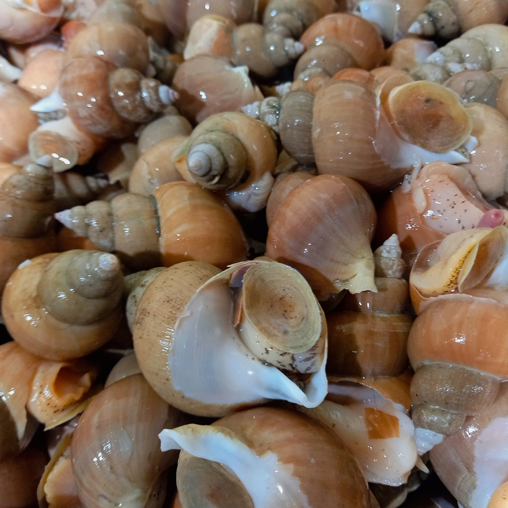 국내산 구룡포 백고동 중 1kg (25-35미 내외)