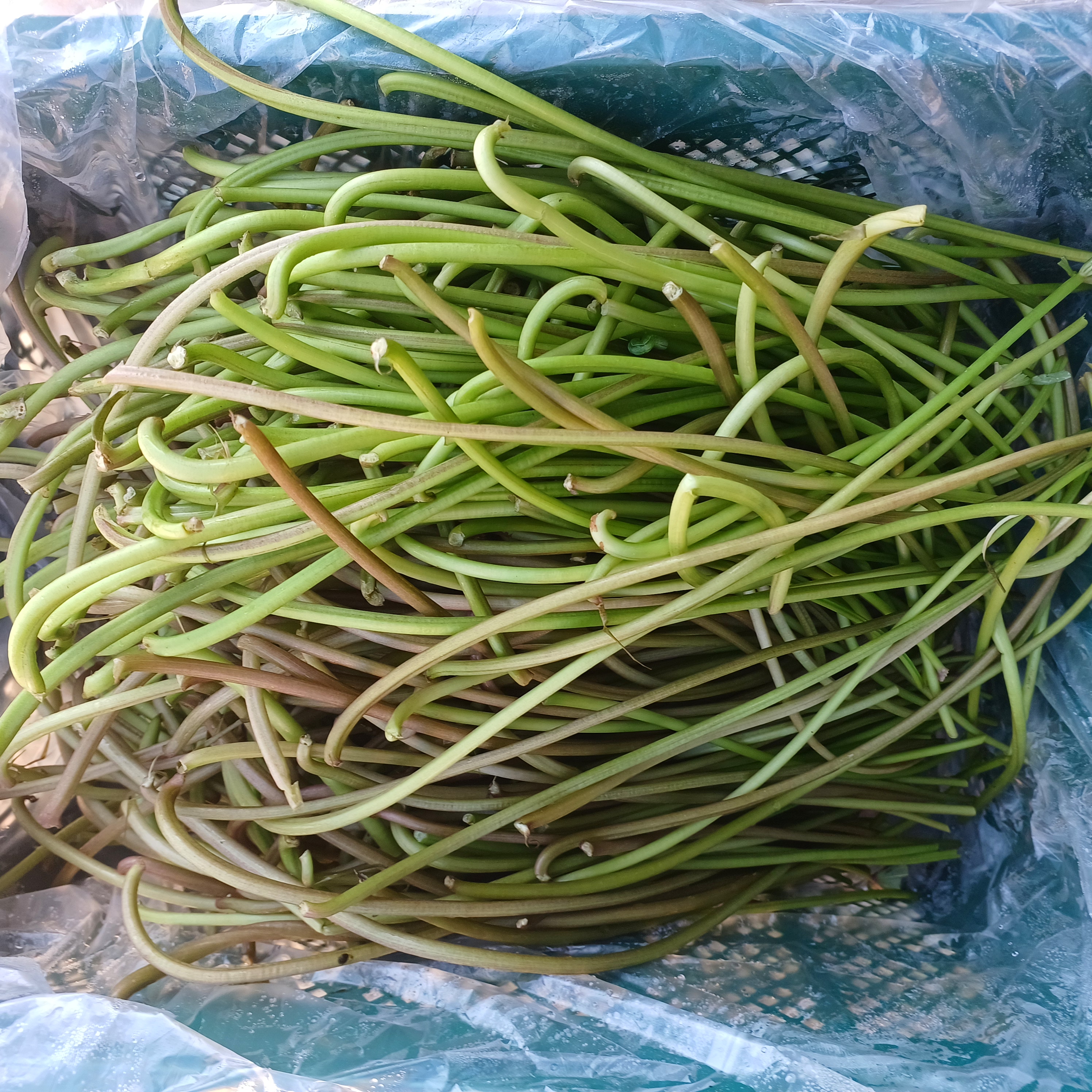 국내산 해남 아삭한 고구마순 1kg~5kg