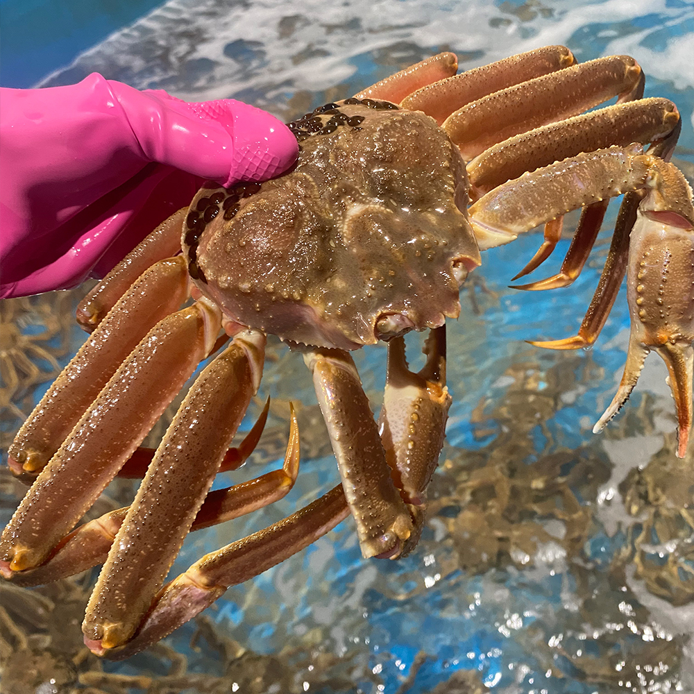 러시아산 달큰한 속살 러시아대게 1kg~3kg