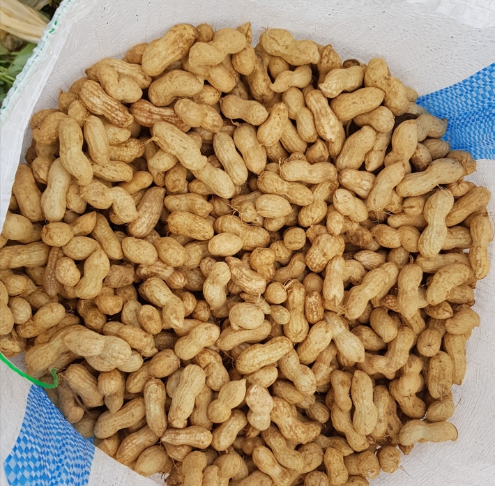 국내산 2026 햇 피땅콩 500g~5kg