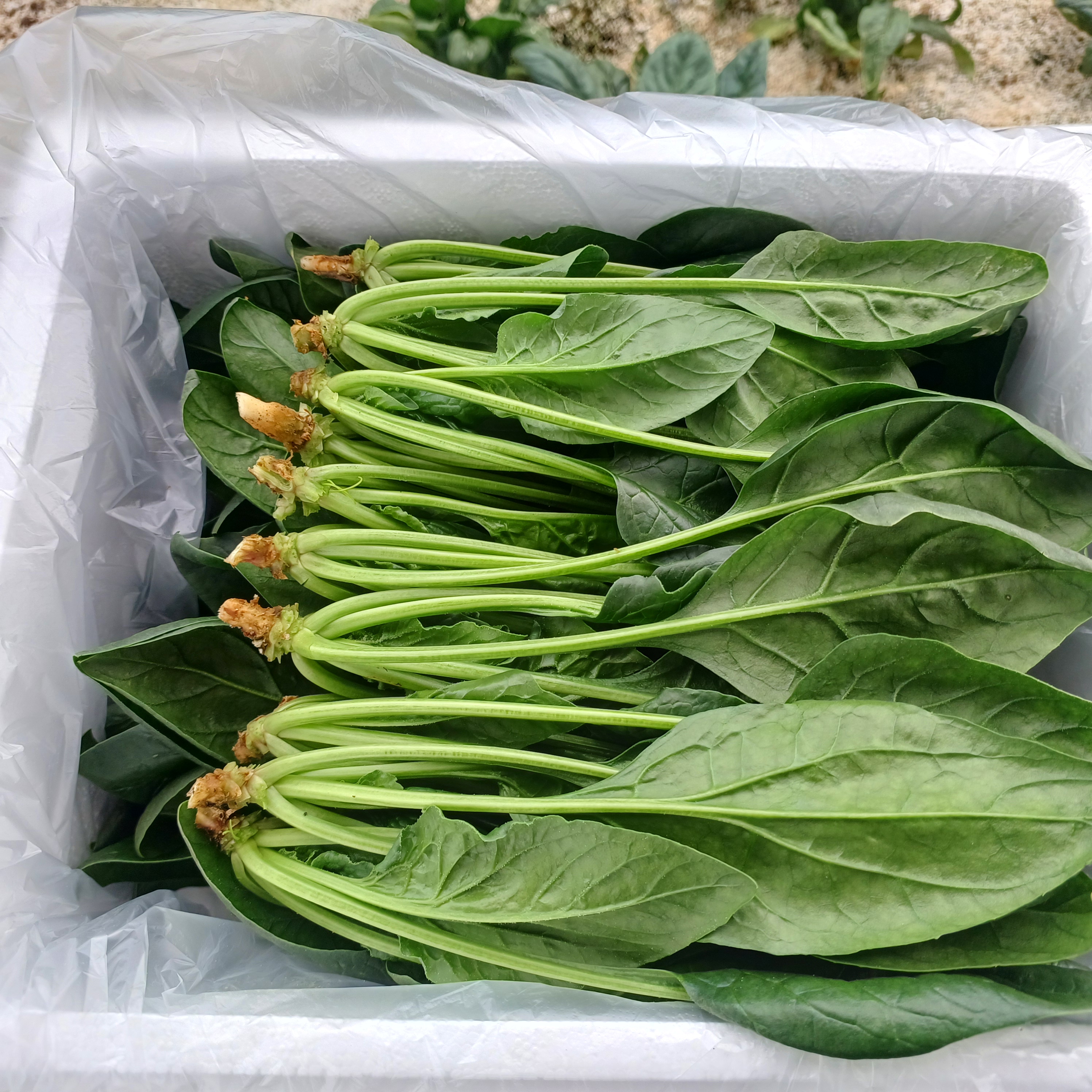 국내산 충북 달큰한 시금치 500g~2kg