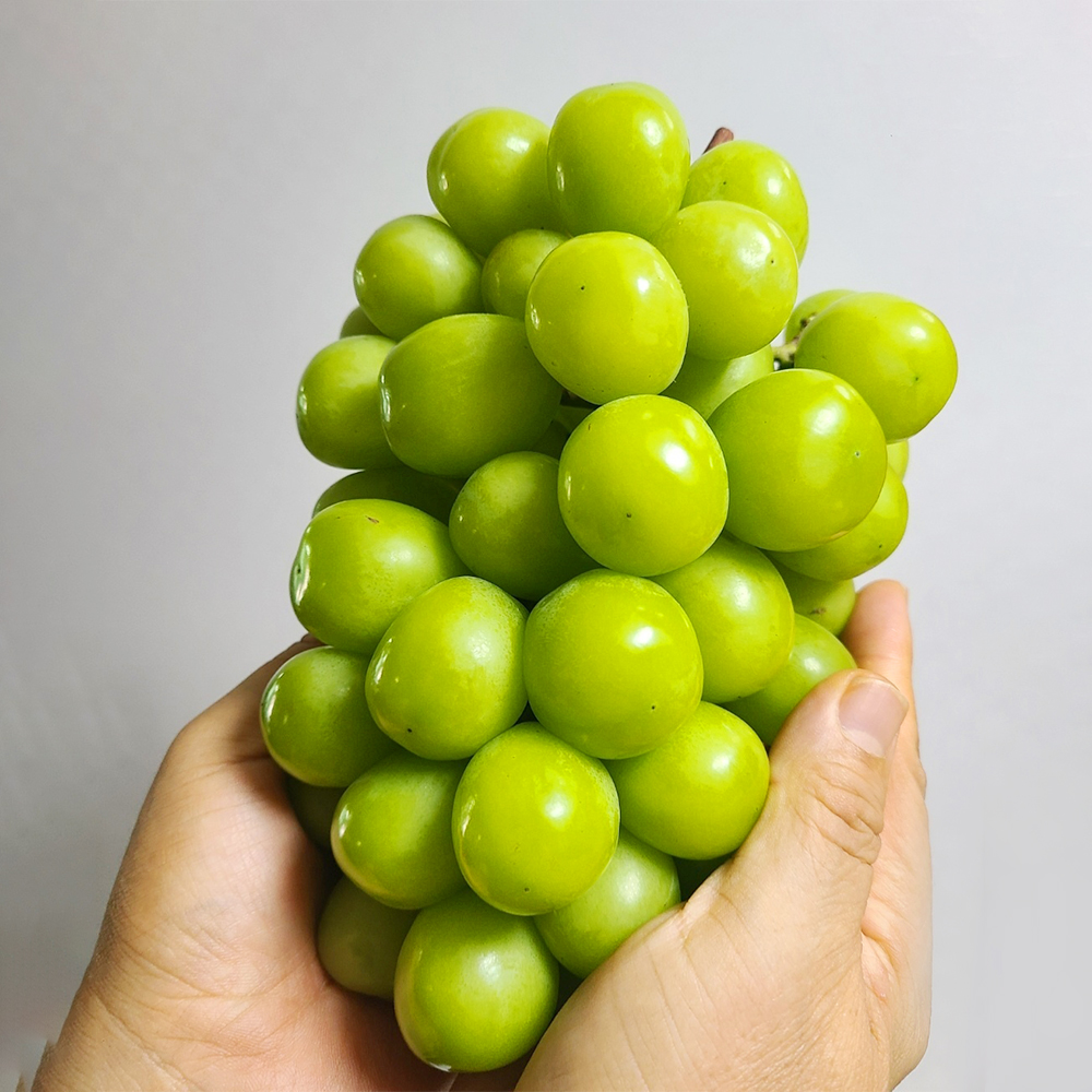 국내산 경북 달콤한 샤인머스켓 500g~2kg