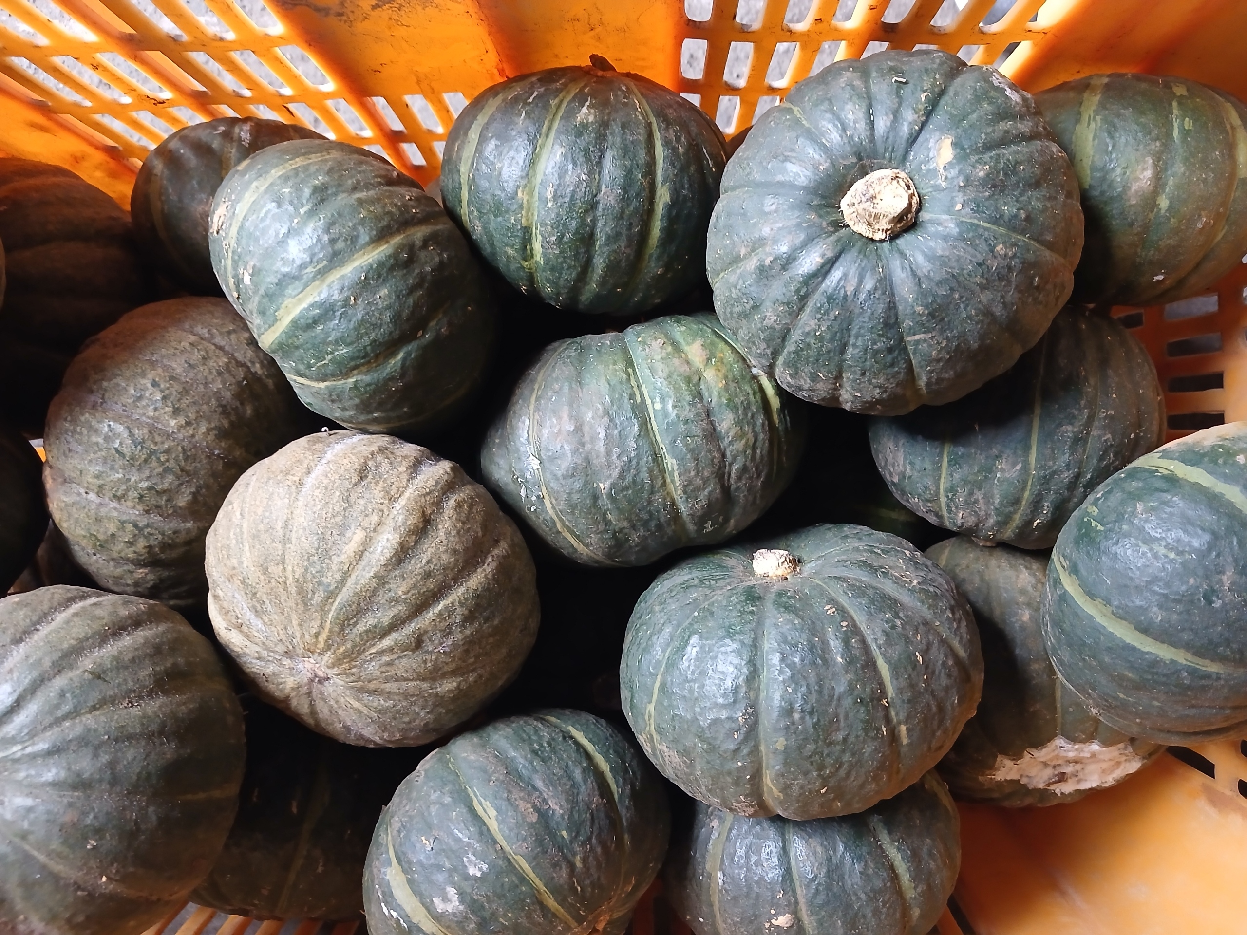 국내산 제주도 달큰한 제주 미니밤호박 2kg~10kg