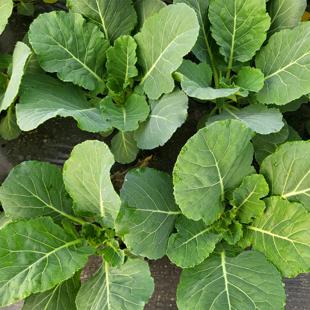 국내산 충북 케일 1kg~2kg