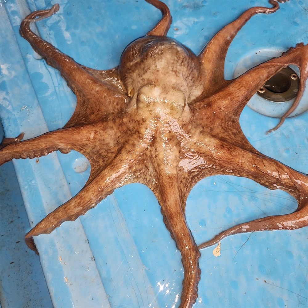 국내산 여수 활 돌문어 1kg (1-4미)