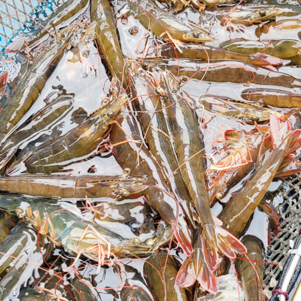 국내산 신안 탱글탱글 활 흰다리새우 500g~1kg