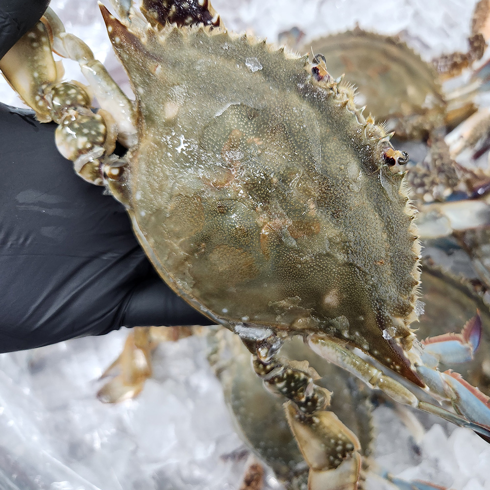 국내산 살이 꽉 찬 급냉 암꽃게 1kg